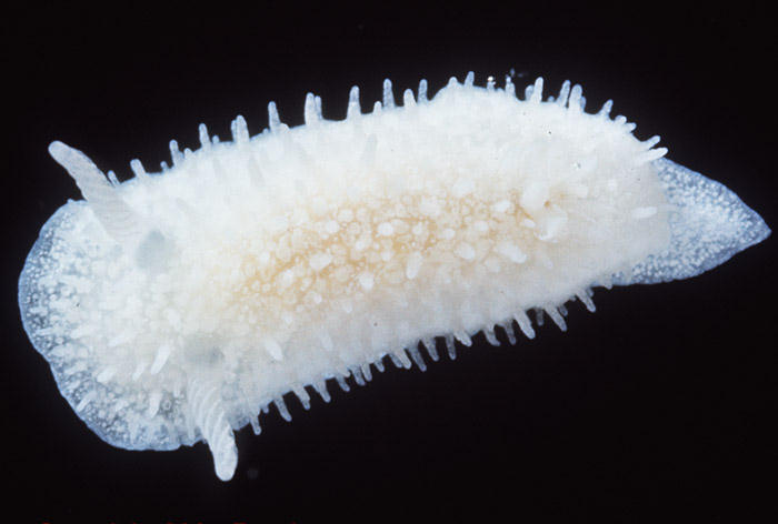 Diaphorodoris lirulatocauda